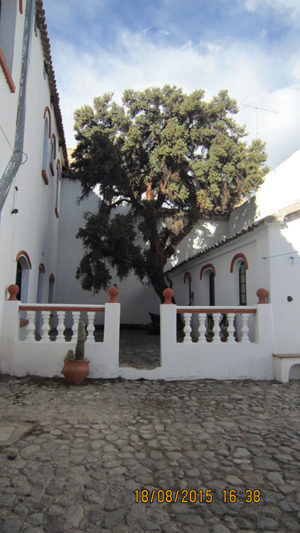 Arbol Hostal